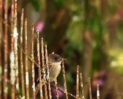 Contopus virens
