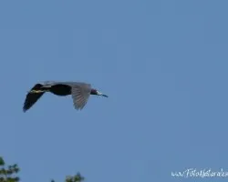 Egretta caerulea
