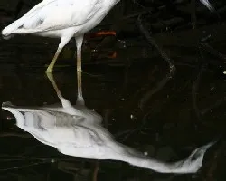 Egretta caerulea