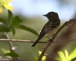 Empidonax traillii
