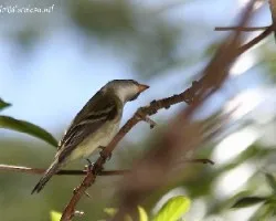 Empidonax traillii