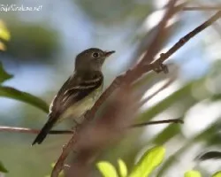Empidonax traillii
