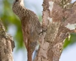 Lepidocolaptes souleyetii