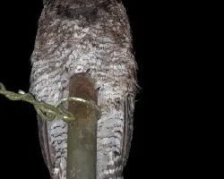 Nyctibius grandis