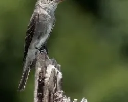 Contopus virens