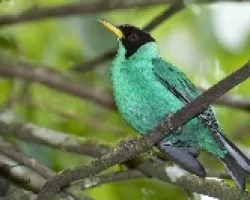 Chlorophanes spiza