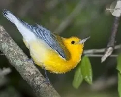Protonotaria citrea