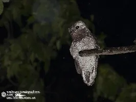 Nyctibius grandis