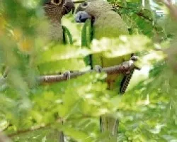 Aratinga pertinax