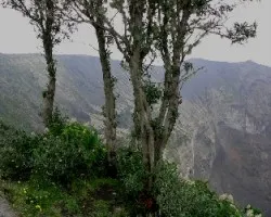 Cuatro arbolitos y un cr?ter