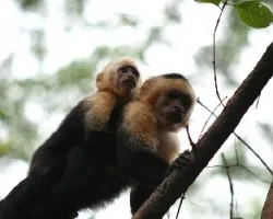 Cebus capucinus)