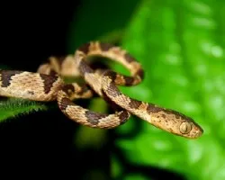 Dormilona Com?n (Imantodes cenchoa)