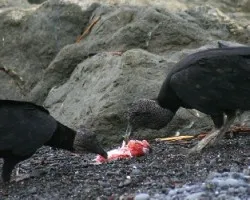 Zopilote Negro