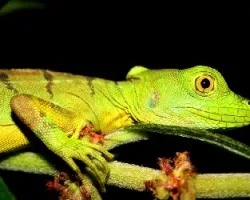 Basilisco Verde hembra (Basiliscus plumifrons)