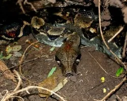 Boa constrictor