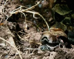 Boa constrictor