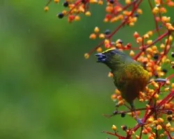 Euphonia gouldi