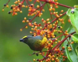 Euphonia gouldi