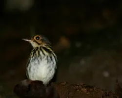 Tororoi Pechilistado (Hylopezus perspicillatus)