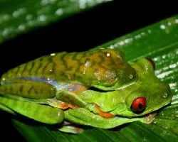 Rana de Hoja (Agalychnis saltator)