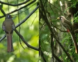 Trogon elegans
