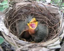 Saltator_o_Sinsonte (Saltator_caerulescens