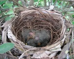 Saltator_o_Sinsonte (Saltator_caerulescens
