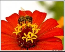 Abeja en San Rafael
