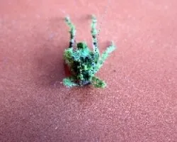 grillo