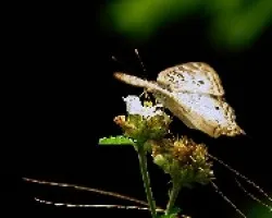 Mariposa