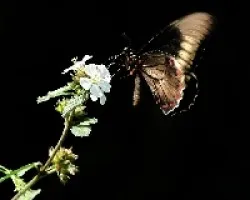 mariposa 1