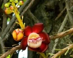 como se llama esta planta