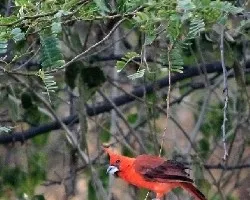 Cardenal coriano