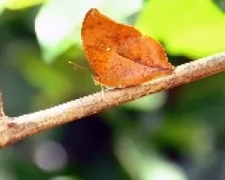 Mariposa
