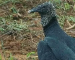 Zamuro
