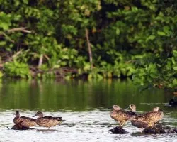Patos