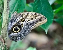 mariposa