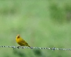 Canario de tejado