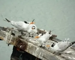 Aves marineras