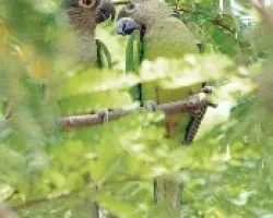 Aratinga pertinax