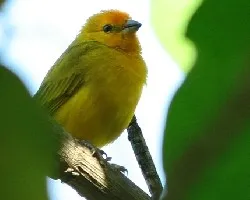 Canario