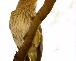 Jilguero