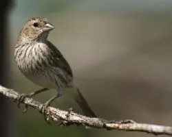 Jilguero Hembra