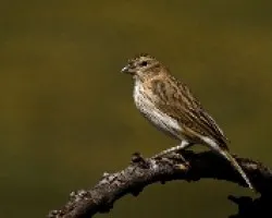 Jilguera II