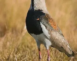 Tero I