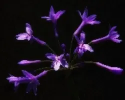 Delicada