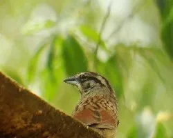 Aimophila rufescens