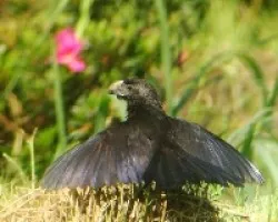 Crotophaga sulcirostris