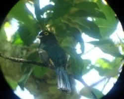 Trogon violaceus