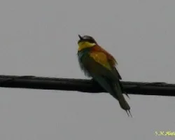 Un pajarillo sin nombre
